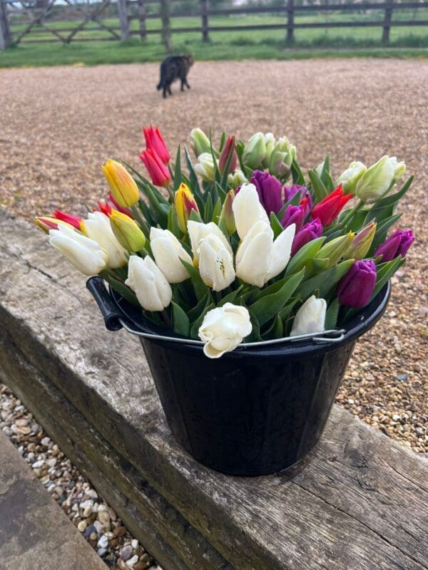 Mixed Flower Buckets (for DIY arranging) - Image 2