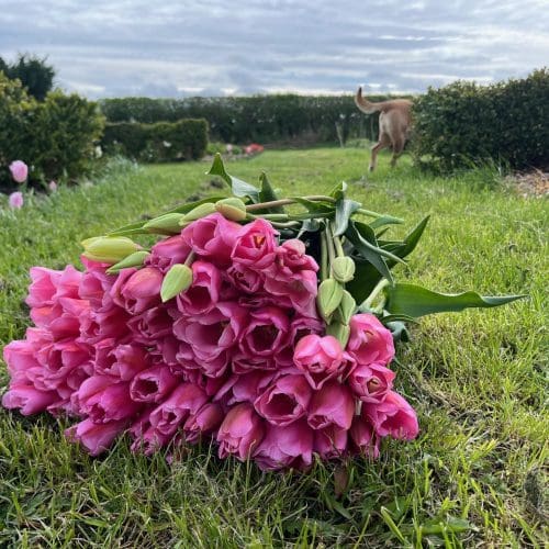 Beautiful pink tulips April 10th 2024