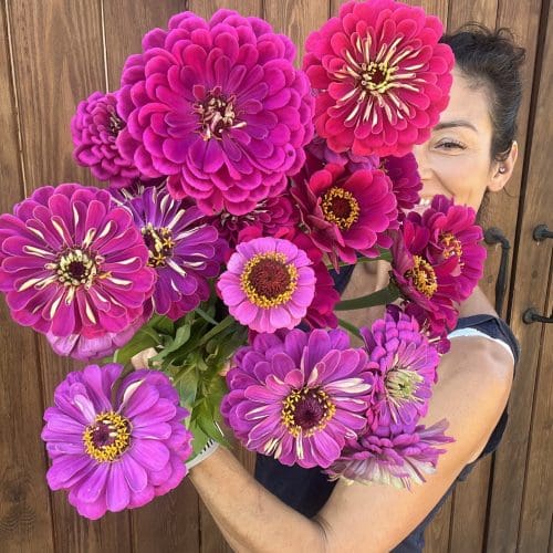 Giant Wine Zinnias AUG 25