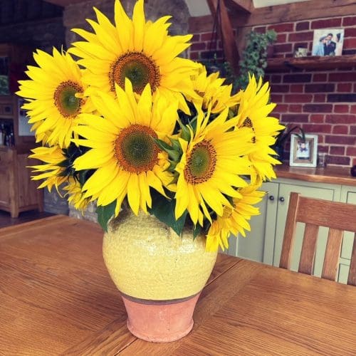 SUNFLOWERS