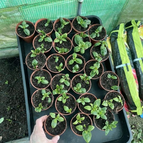 Seedlings