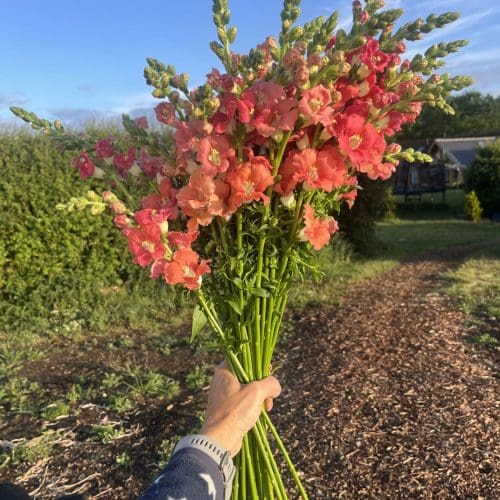 Snap dragons Chantilly variety MAY 25