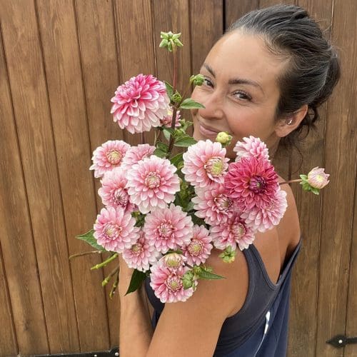 Strawberry Cream Dahlias 2025