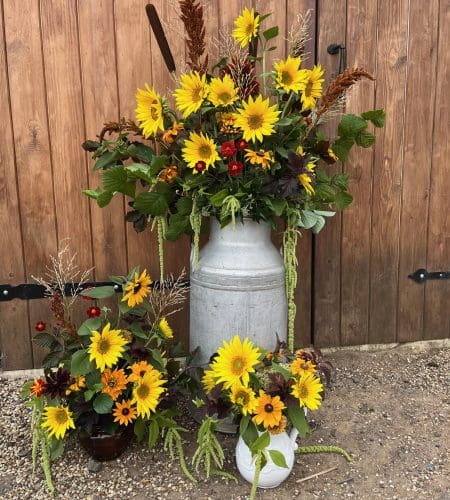 Sunflowers Milk churn 2023