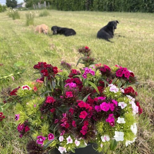 Sweet Williams beautiful May 2025