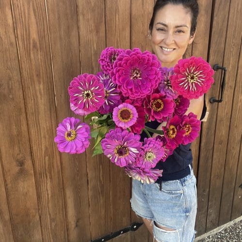 Zinnia Giant wine 2025