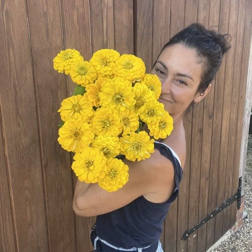 Zinnnia giant yellow 2025