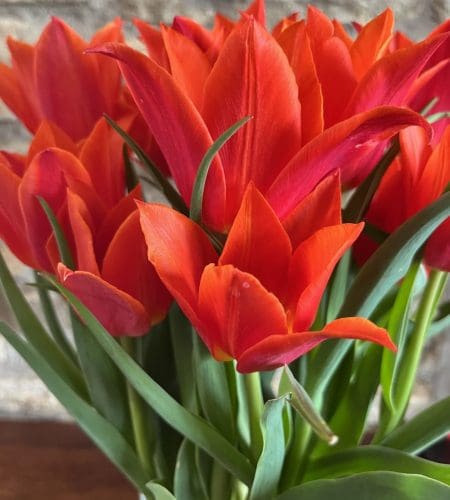 orange tulips close up